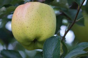 Malus domestica Yellow Bellflower - Yellow Bellflower Apple Malus domestica Yellow Bellflower - Yellow Bellflower Apple