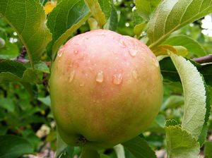 Malus domestica Criterion - Criterion Apple Malus domestica Criterion - Criterion Apple