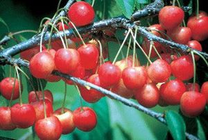 Prunus avium WhiteGold™ - WhiteGold™ Self-fertile Blush Sweet Cherry Prunus avium WhiteGold™ - WhiteGold™ Self-fertile Blush Sweet Cherry