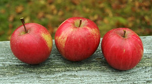 Malus domestica Gano - Gano Apple Malus domestica Gano - Gano Apple