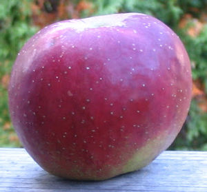 Malus domestica Hubbardston Nonesuch - Hubbardston Apple Malus domestica Hubbardston Nonesuch - Hubbardston Apple