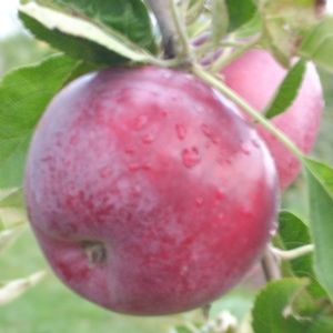 Malus domestica JerseyMac - JerseyMac Apple