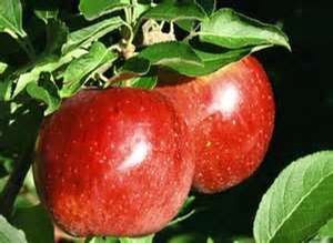 Malus domestica Mother - Mother Apple