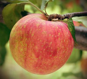 Malus domestica Norkent - Norkent Apple