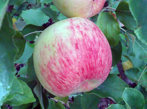 Malus domestica Oriole - Oriole Apple