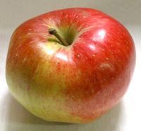 Malus domestica Tomkins County King - Tomkins County King Apple Malus domestica Tomkins County King - Tomkins County King Apple