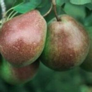 Pyrus communis Parker - Parker Pear Pyrus communis Parker - Parker Pear
