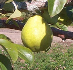 Pyrus communis Patten - Patten Pear Pyrus communis Patten - Patten Pear