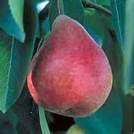 Pyrus communis Summercrisp - Summercrisp Pear Pyrus communis Summercrisp - Summercrisp Pear