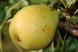 Pyrus communis Lincoln - Lincoln Pear Pyrus communis Lincoln - Lincoln Pear