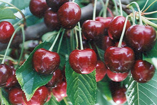 Prunus avium Benton™ - Benton™ Dark Sweet Cherry