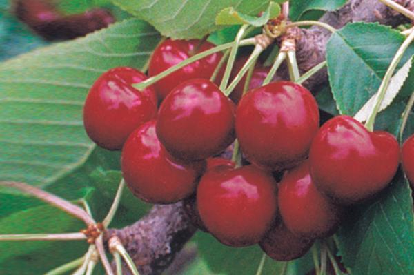 Prunus avium Skeena™ - Skeena™Dark Sweet Cherry Prunus avium Skeena™ - Skeena™Dark Sweet Cherry