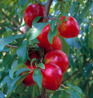 Prunus hybrid Alderman - Alderman hybrid Plum