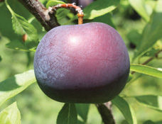 Prunus hybrid BlackIce - BlackIce Hybrid Plum