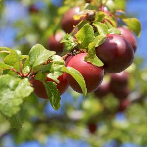 Prunus domestica Count Althan's Gage - Count Althan's Gage European Plum