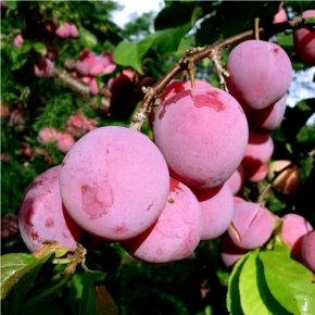 Prunus hybrid Pembina - Pembina Hybrid Plum