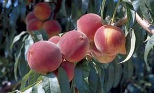 Prunus persica Reliance - Reliance Peach