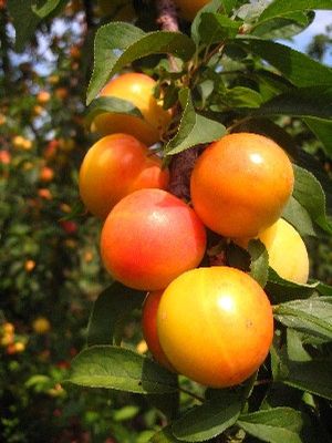 Prunus salicina Early Golden - Early Golden Japanese Plum