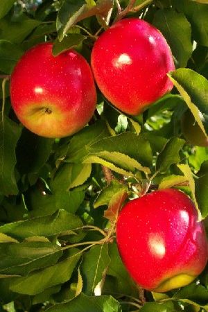 Malus domestica Nittany - Nittany Apple Malus domestica Nittany - Nittany Apple