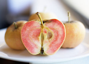 Malus domestica Pink Pearl - Pink Pearl (Red flesh) Apple