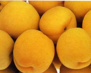 Prunus armeniaca Chinese - Chinese Apricot Prunus armeniaca Chinese - Chinese Apricot