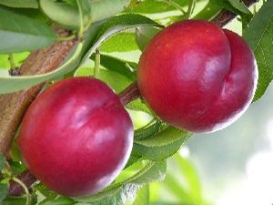 Prunus persica Summer Beaut - Summer Beaut Nectarine