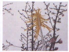 CINCH Blossom Thinning Tool - The 