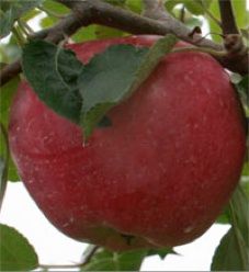 Malus domestica Flamin' Early Red(TM) - Flamin' Early Red(TM) Apple