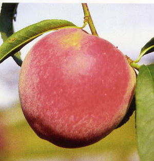 Prunus persica STELLAR® Sweetstar - STELLAR® -Sweetstar Peach Prunus persica STELLAR® Sweetstar - STELLAR® -Sweetstar Peach