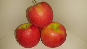 Malus domestica Pink Lady(R) Brand Apple - Pink Lady (R) Brand Apple Malus domestica Pink Lady(R) Brand Apple - Pink Lady (R) Brand Apple