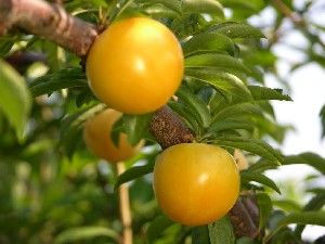 Prunus salicina Shiro - Shiro Japanese Plum