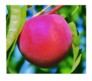 Prunus persica Redhaven - Redhaven Peach--- The 