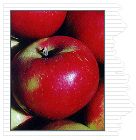 Malus domestica Akane - Akane Apple Malus domestica Akane - Akane Apple