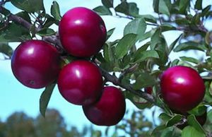 Malus domestica Arkansas Black - Arkansas Black Apple Malus domestica Arkansas Black - Arkansas Black Apple