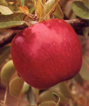 Malus domestica Braeburn - Braeburn-Red Braeburn Apple Malus domestica Braeburn - Braeburn-Red Braeburn Apple