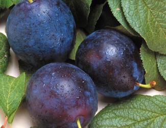 Prunus domestica BlueByrd - BlueByrd Plum Prunus domestica BlueByrd - BlueByrd Plum