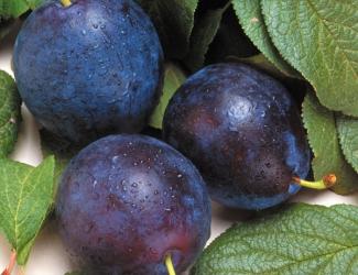 Prunus domestica BlueByrd - BlueByrd Plum