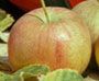 Malus z Chestnut Crab - Chestnut Edible Crab Malus z Chestnut Crab - Chestnut Edible Crab