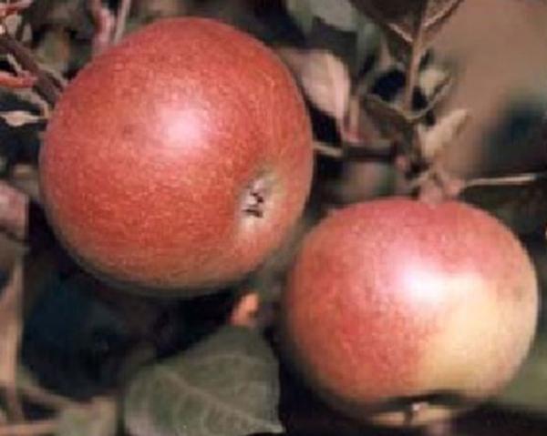 Malus domestica Dabinett - Dabinett Apple