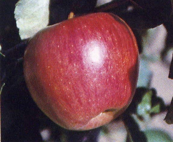 Malus domestica Corail-Pinova cv - Corail