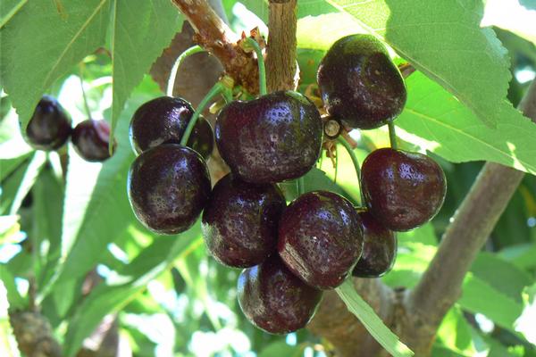 Prunus avium BlackPearl® - BlackPearl® Dark Sweet Cherry Prunus avium BlackPearl® - BlackPearl® Dark Sweet Cherry