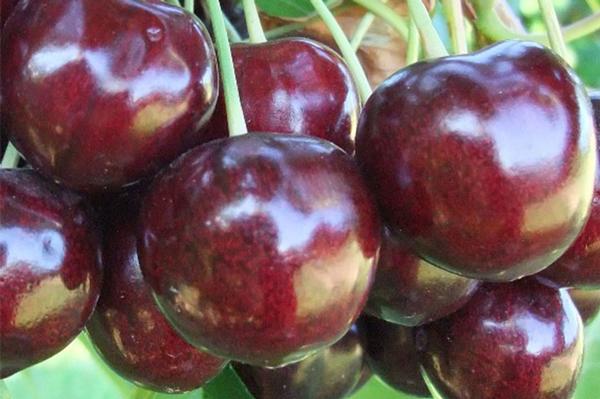 Prunus avium Burgundy Pearl® - Burgundy Pearl® Dark Sweet Cherry