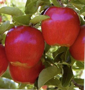 Malus domestica Ambrosia - Ambrosia Apple Malus domestica Ambrosia - Ambrosia Apple