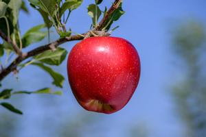 Malus domestica Red Rubens(R) - Red Rubens(R) Apple Malus domestica Red Rubens(R) - Red Rubens(R) Apple