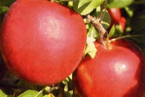 Malus domestica CrimsonCrisp™ - CrimsonCrisp™