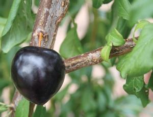 Prunus hybrid-Pluot(R) Flavor Heart - Flavor Heart Pluot(R)