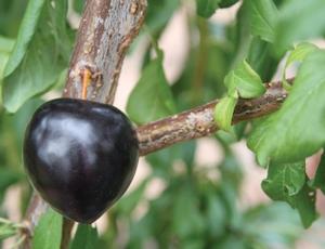 Prunus hybrid-Pluot(R) Flavor Heart - Flavor Heart Pluot(R) Prunus hybrid-Pluot(R) Flavor Heart - Flavor Heart Pluot(R)