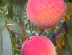Prunus persica Encore - Encore Peach