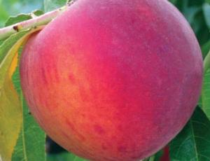 Prunus persica Gala - Gala Peach