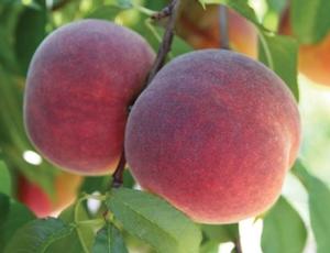 Prunus persica Victoria(R) - Victoria(R) Peach Prunus persica Victoria(R) - Victoria(R) Peach